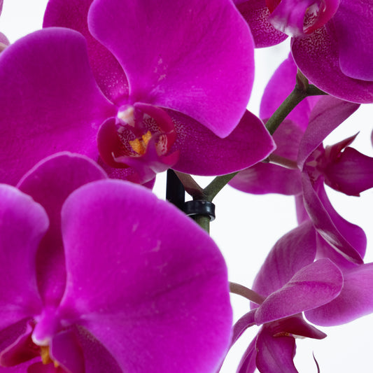 Phalaenopsis Orchid | Midnight Rambler | Orchid Plants