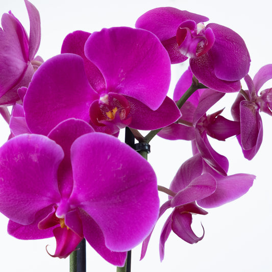 Phalaenopsis Orchid | Midnight Rambler | Potted Houseplants