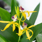 Upside Down Orchid | Encyclia Yellow | Rare Orchid
