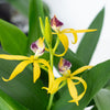 Upside Down Orchid | Encyclia Yellow | Rare Orchid