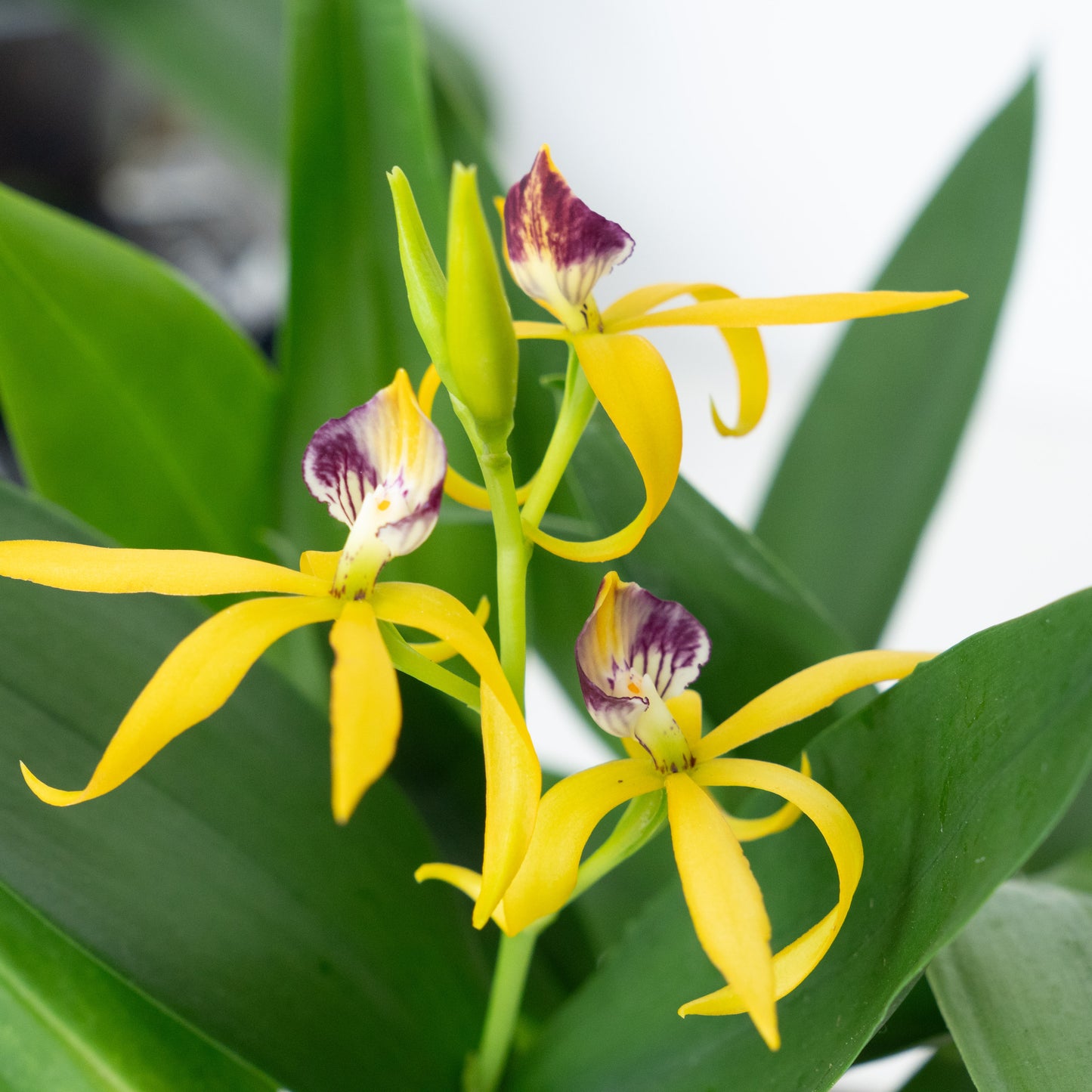 Upside Down Orchid | Encyclia Yellow | Rare Orchid