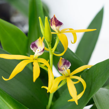 Upside Down Orchid | Encyclia Yellow | Rare Orchid