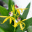 Orchid Plants