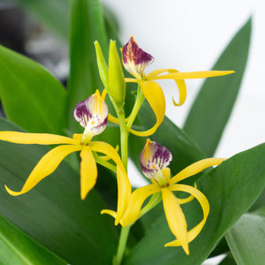 Upside Down Orchid | Encyclia Yellow | Rare Orchid - Indoor Plant