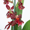 Cambria Orchid | Ember