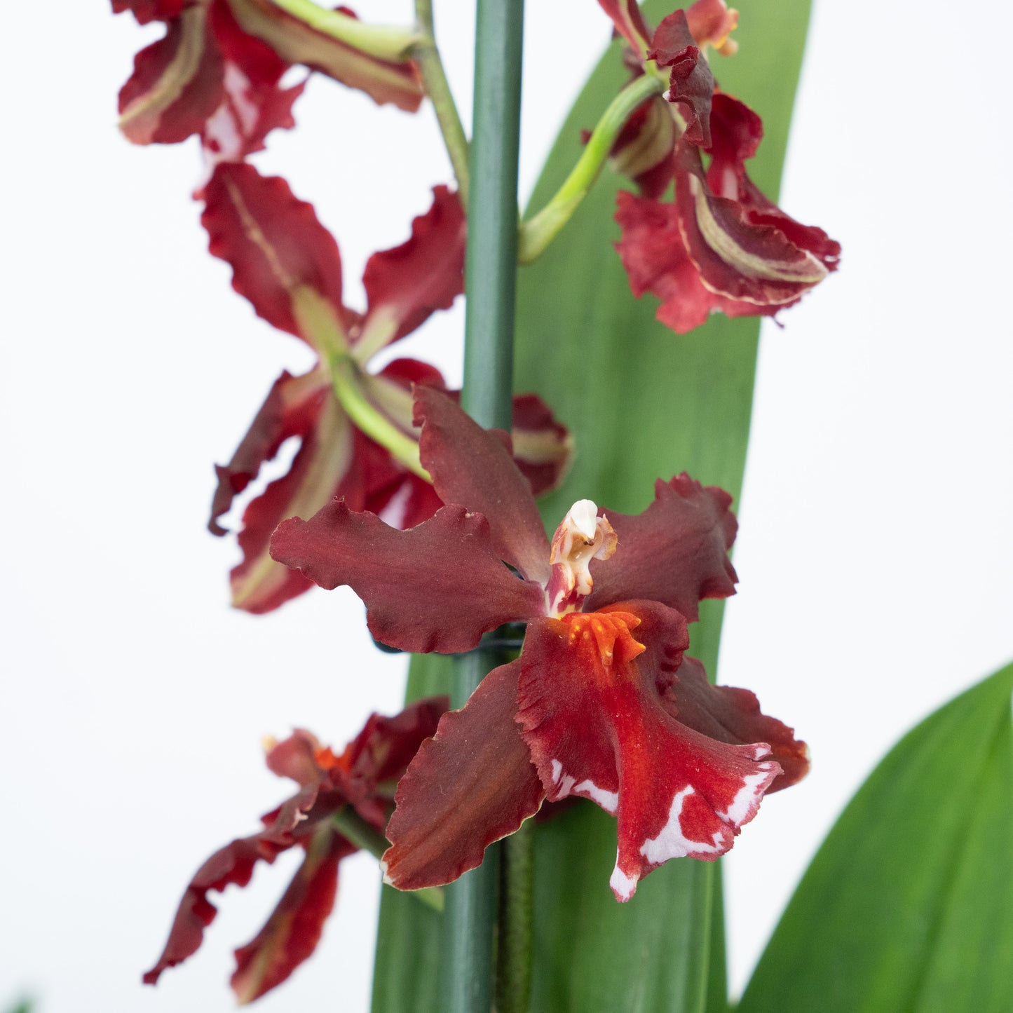 Cambria Orchid | Ember