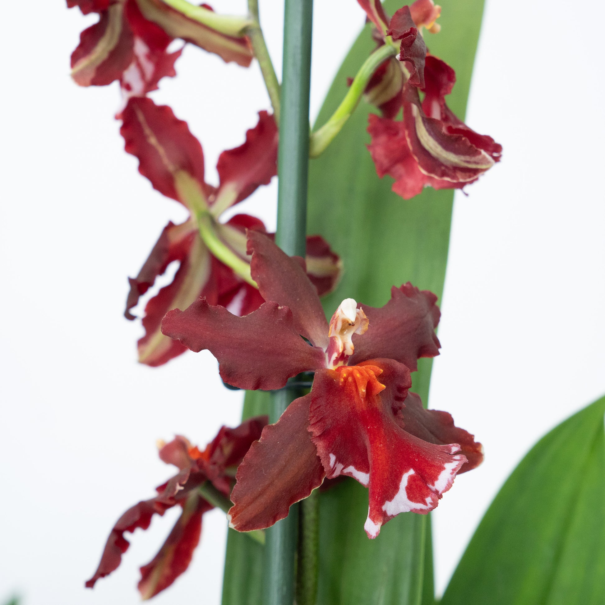 Cambria Orchid | Ember