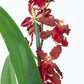 Cambria Orchid | Ember