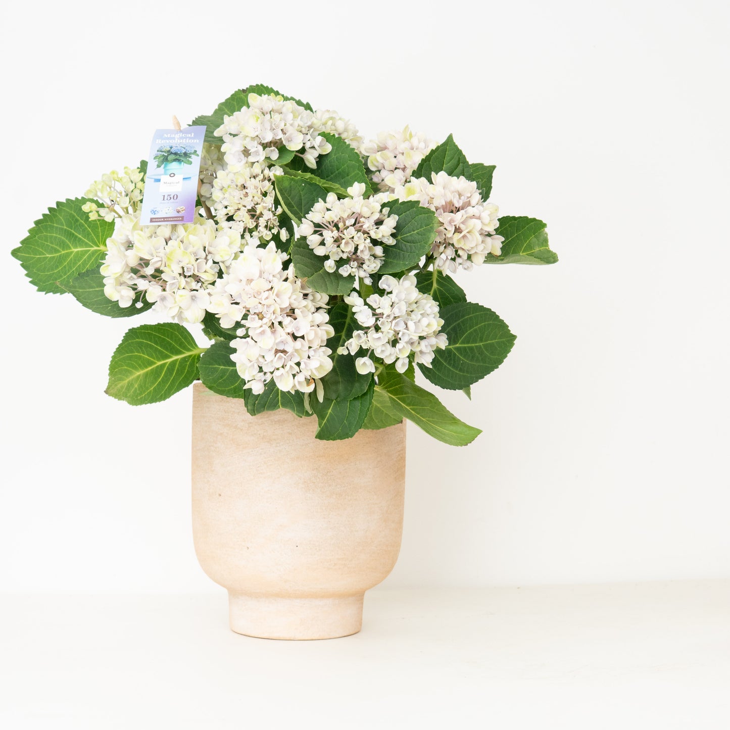 Hydrangea | Magical Revolution