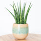 Snake Plant | Fernwood Mikado