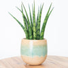 Snake Plant | Fernwood Mikado