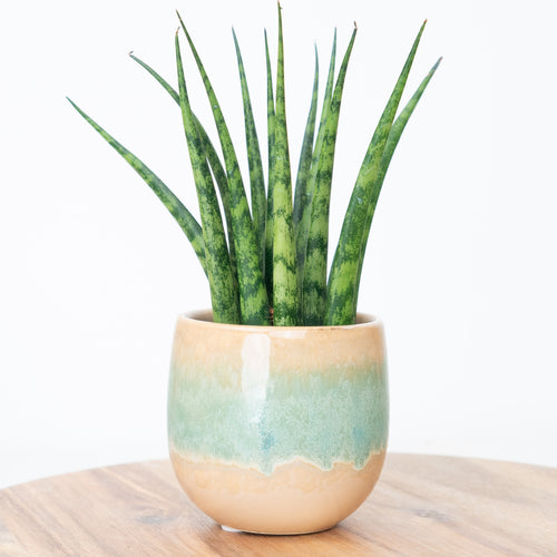 Snake Plant | Fernwood Mikado