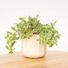 Caucasian Stonecrop 'Tricolour'