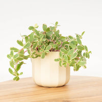 Caucasian Stonecrop 'Tricolour'