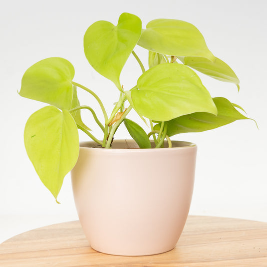 Sweetheart Plant | Lime | 