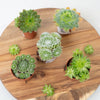 Hen & Chicks | Surprise Variety