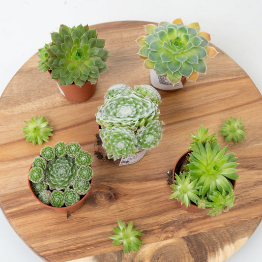 Hen & Chicken Plant | Mystery Box | Potted Houseplants