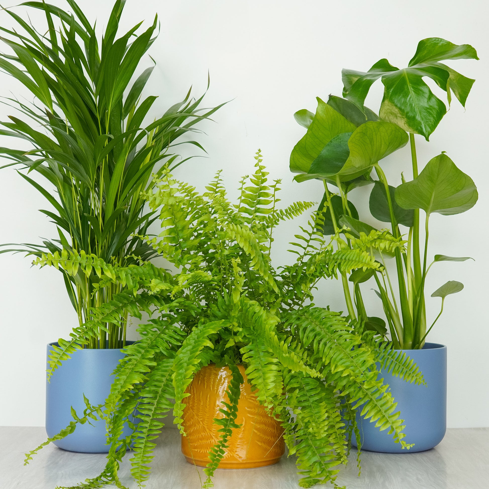 Humidity Loving | Plant Bundle