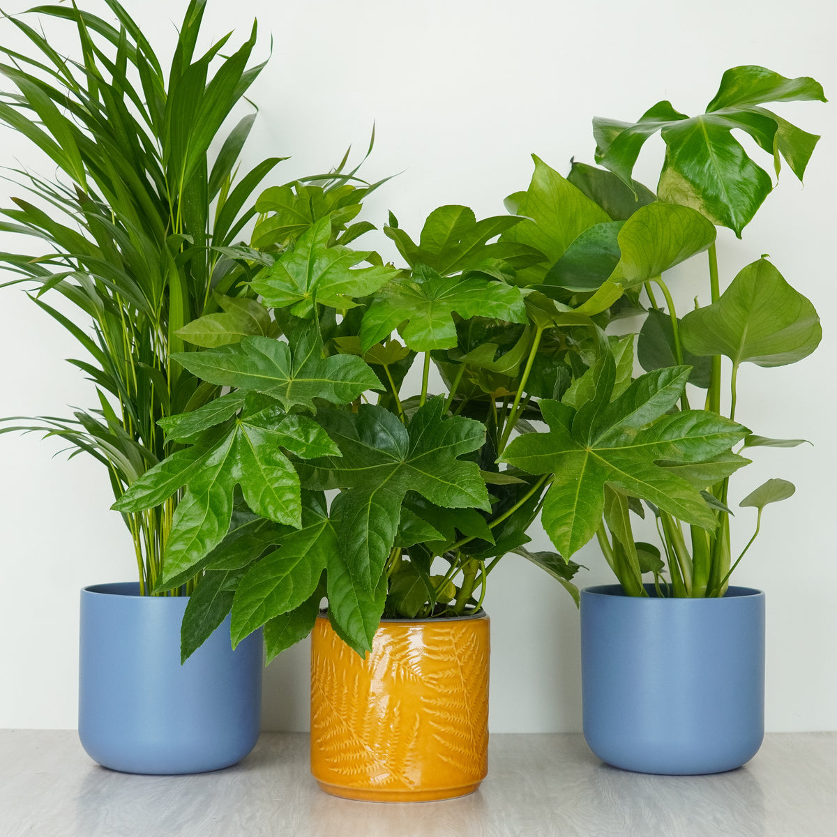 Low Light | Plant Bundle