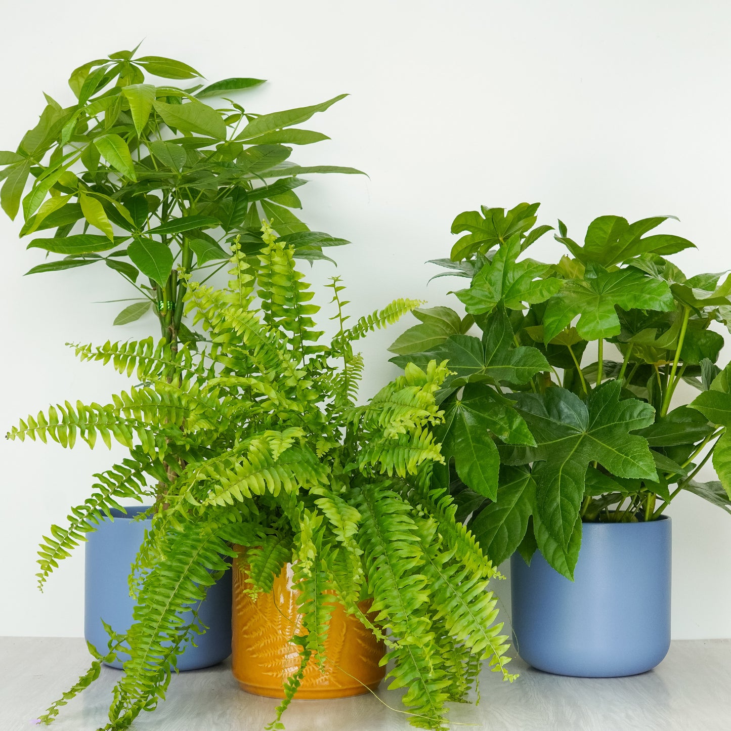 Pet Safe | Plant Bundle