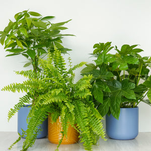 Pet-Safe | Plant Bundle - Indoor Plant