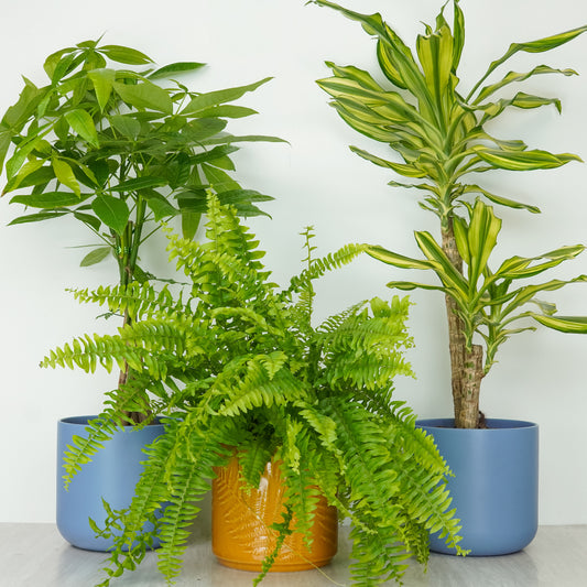 Kitchen Loving | Plant Bundle | Houseplant Bundles