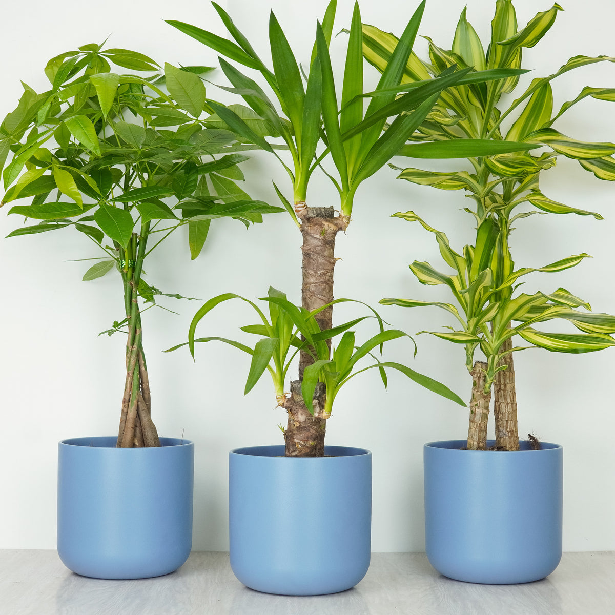 Easy Care | Plant Bundle