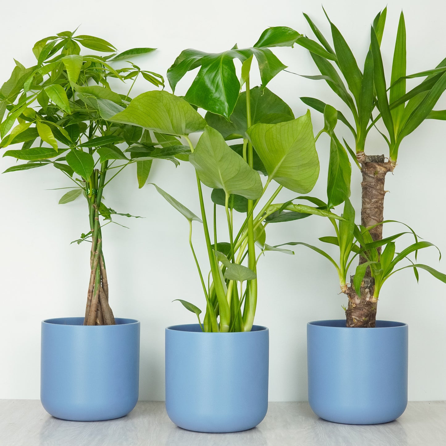 Clean Air | Plant Bundle