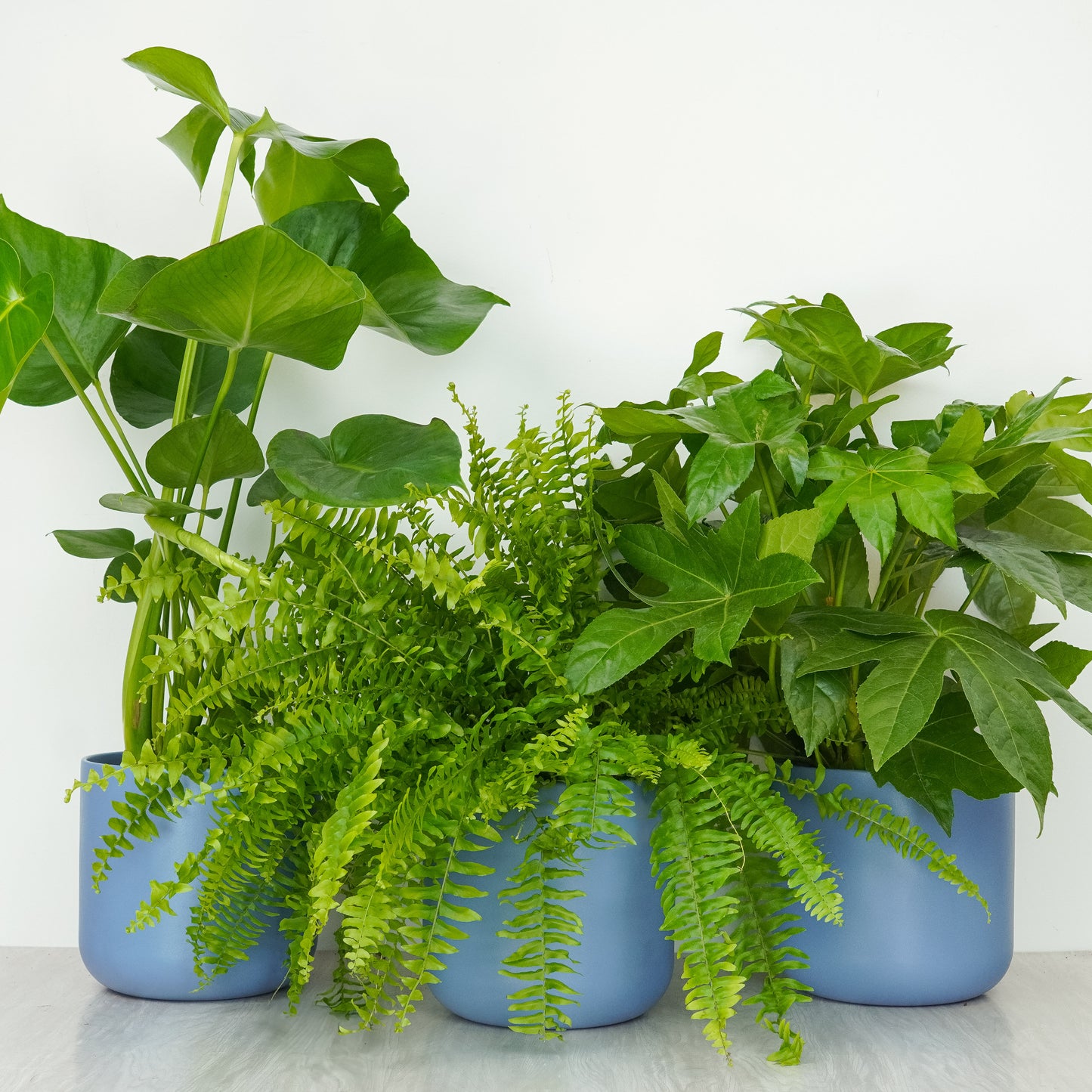 Bathroom Loving | Plant Bundle