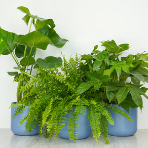 Bathroom Loving | Plant Bundle - Indoor Plant