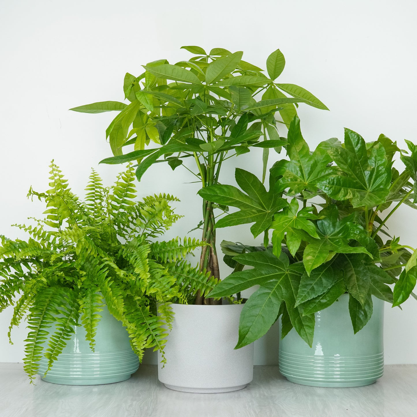 Humidity Happy | Plant Bundle