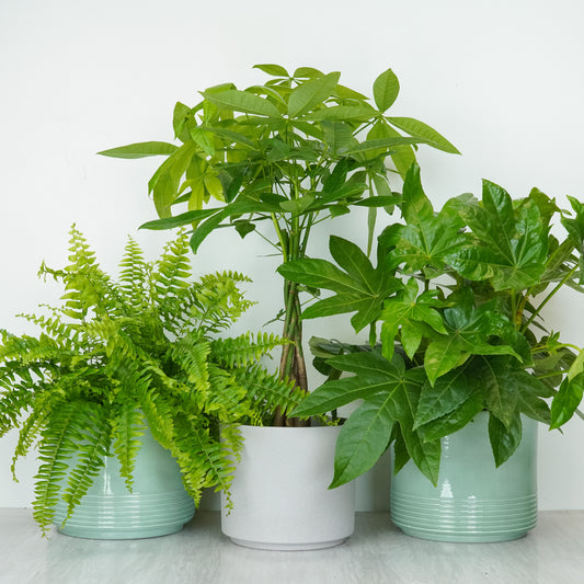 Humidity Happy | Plant Bundle | Large Leaf Plants
