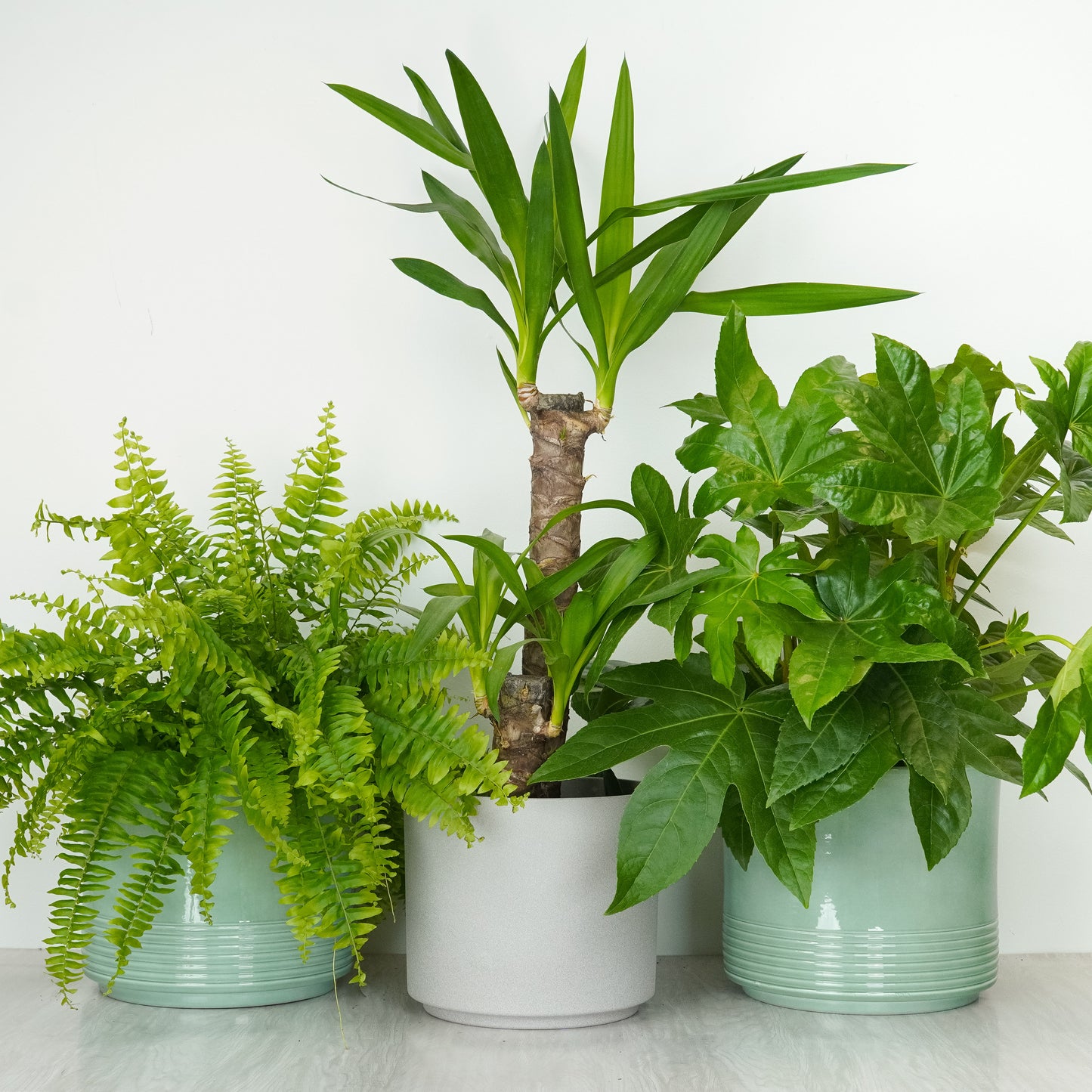 Foliage Enthusiast | Plant Bundle