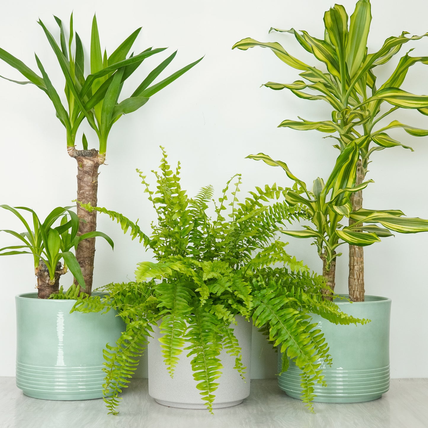 Home Refresh | Plant Bundle