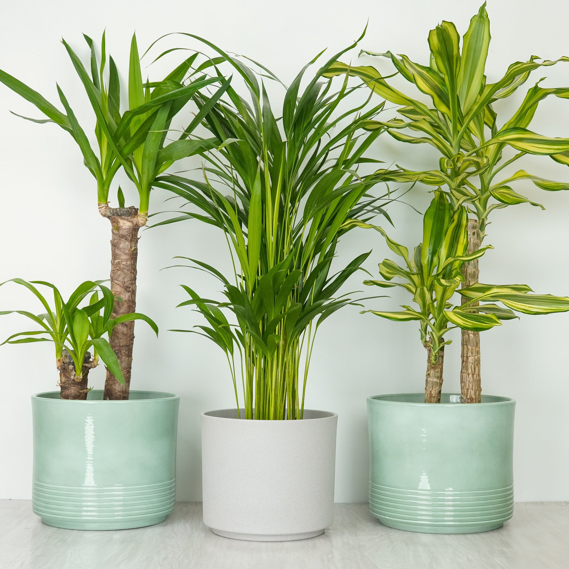 Bright Indirect Light | Plant Bundle