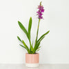Miltonia Orchid | Yum