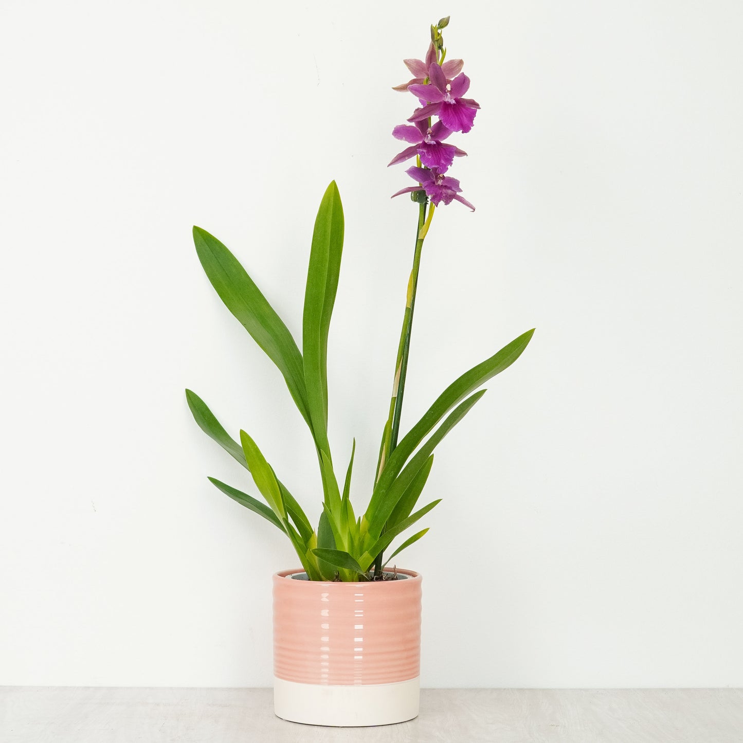 Miltonia Orchid | Yum
