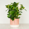 Scented Gardenia