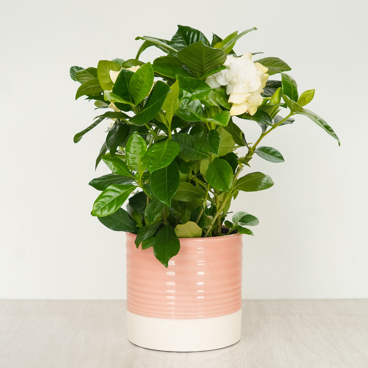 Scented Gardenia