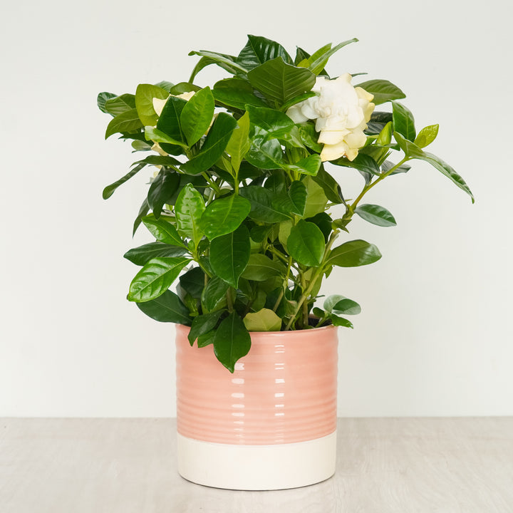 Scented Gardenia