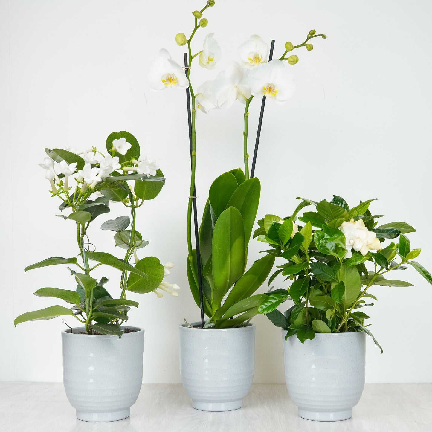 Flowering Scent With Sofia Grey Pots | Plant Bundle