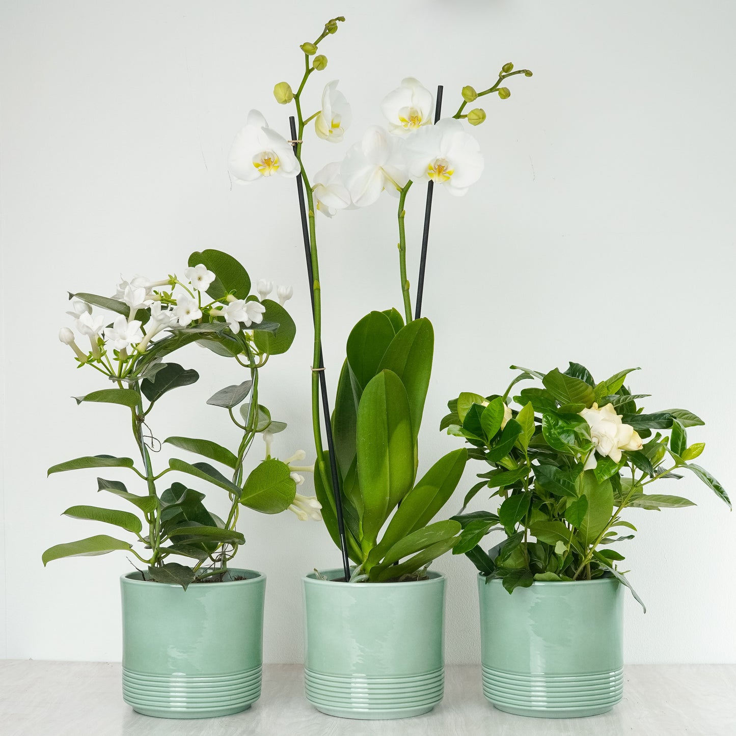 Flowering Scent With Munich Green Pots | Plant Bundle