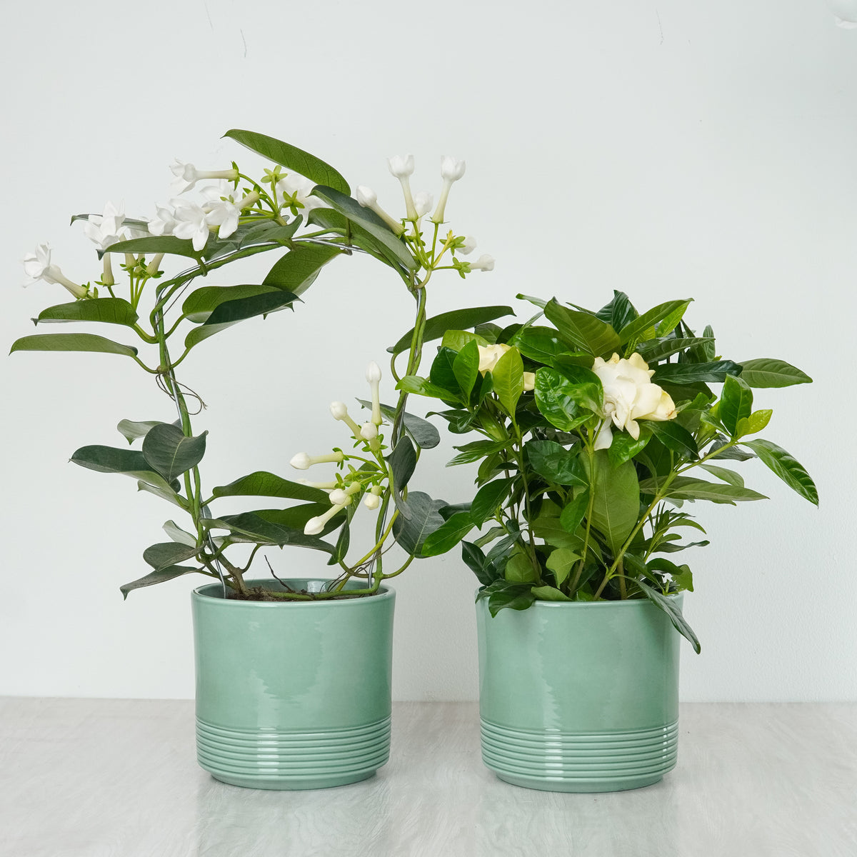 Simply Scented With Munich Green Pots | Plant Bundle