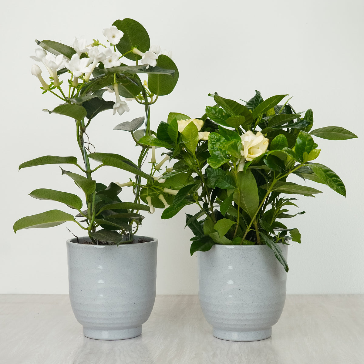 Simply Scented With Sofia Grey Pots | Plant Bundle
