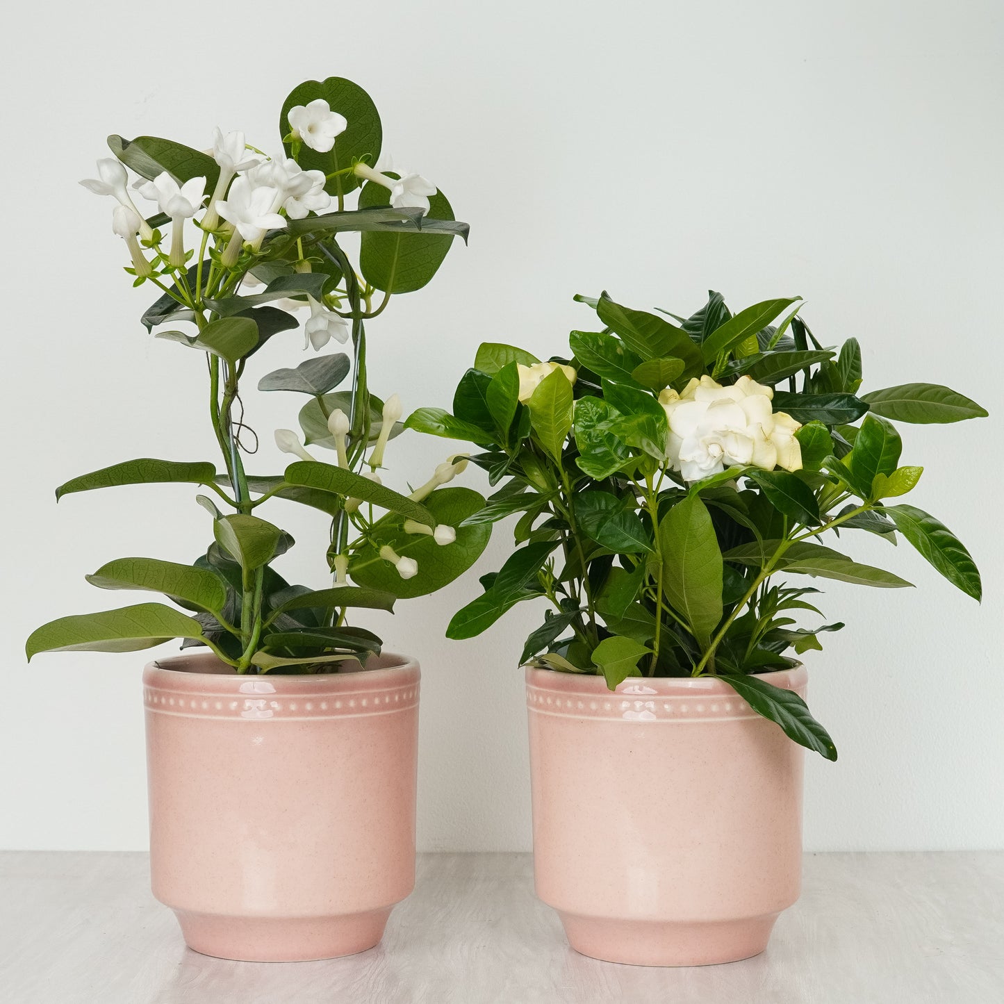 Simply Scented With Pink Clover Pots | Plant Bundle