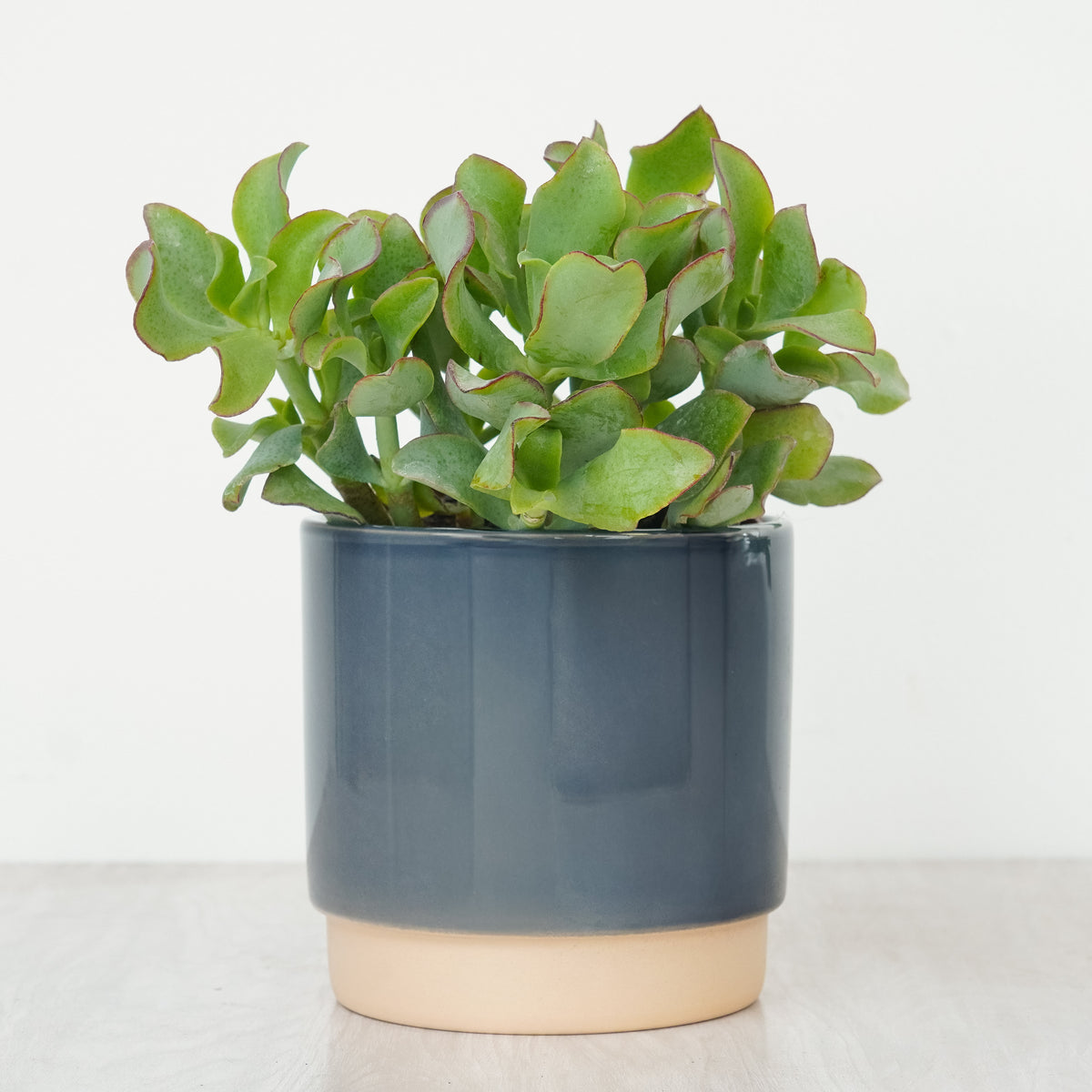 Curly Silver Dollar Plant