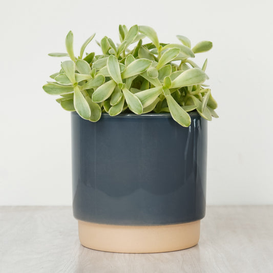Money Plant | White Variegata | Plant Gifts