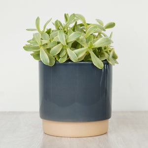 Money Plant | White Variegata - Indoor Plant