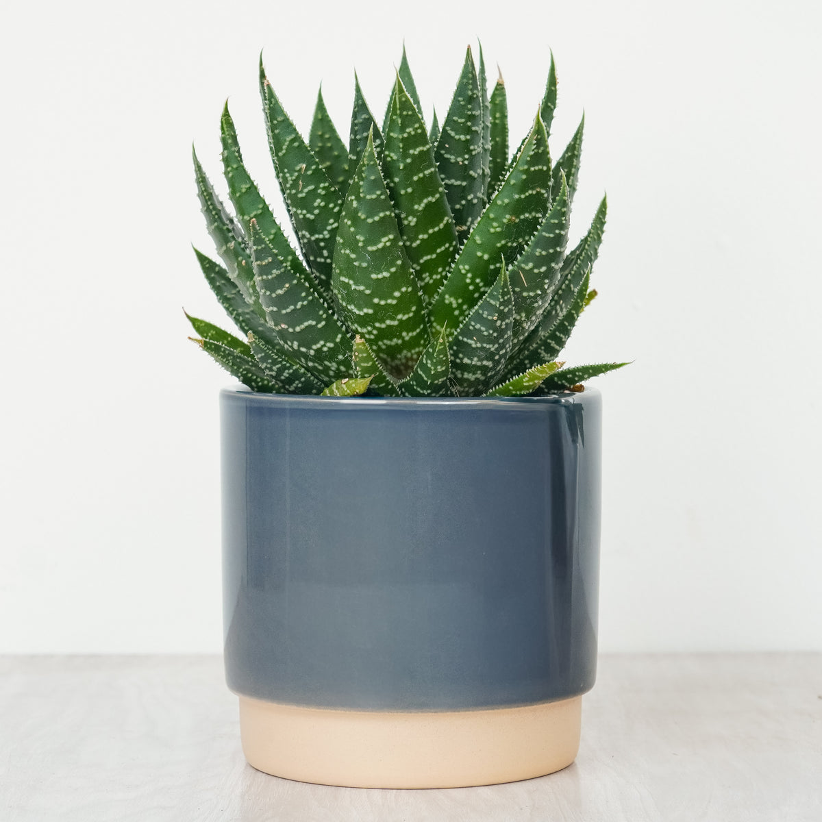 Zebra Cactus | Rafiki