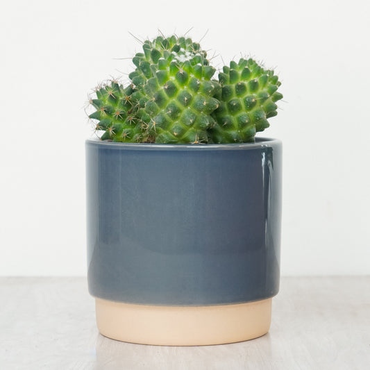 Pincushion Toluca | Small Plants & Tot Pots